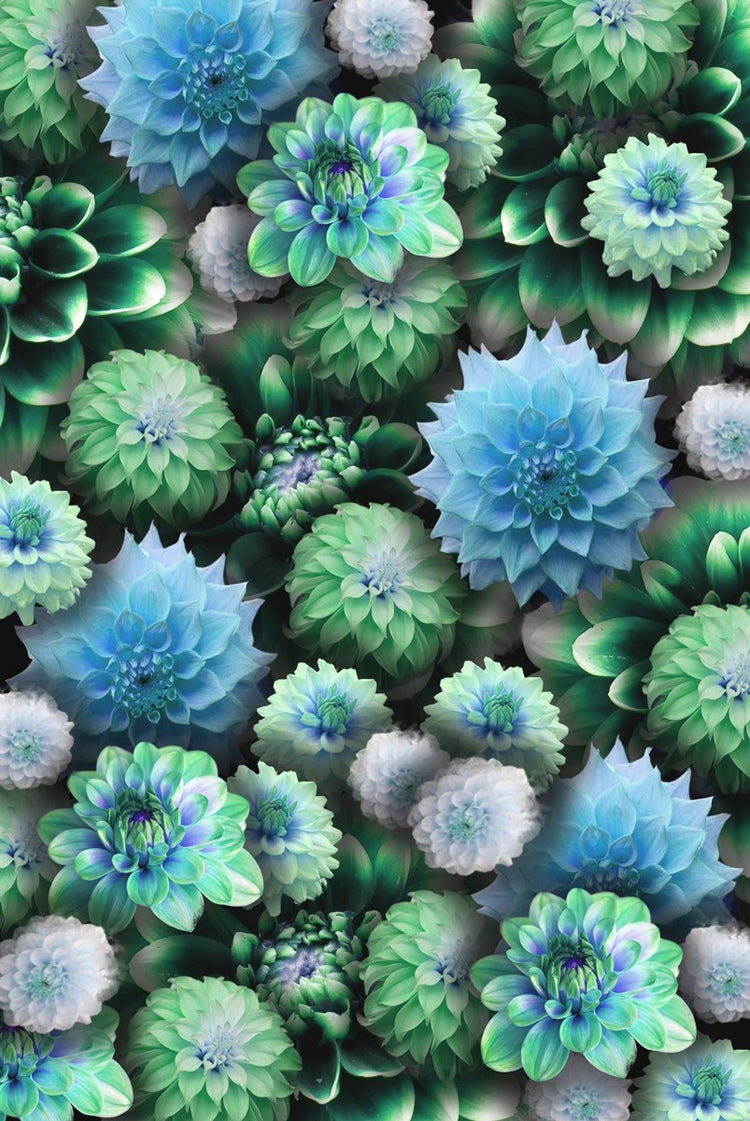 Blue Green Dahlias