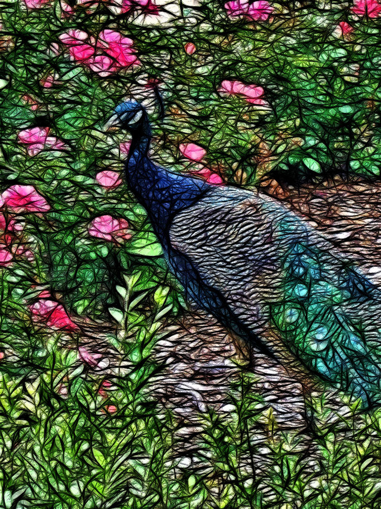 Abstract Peacock