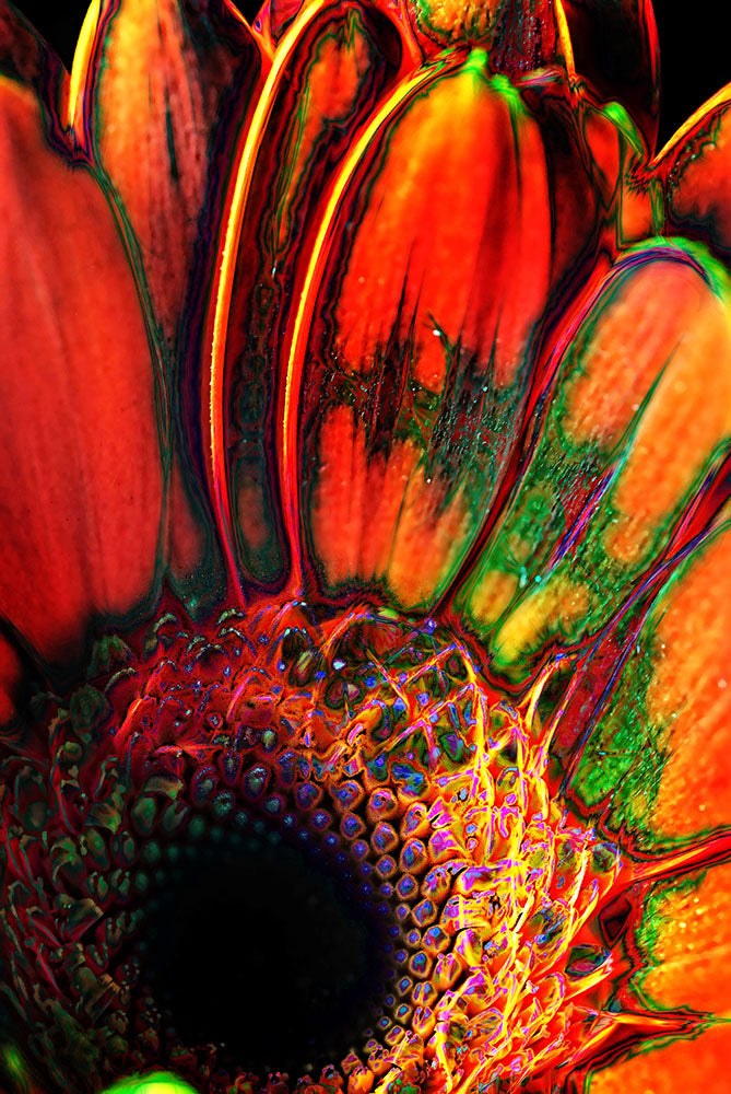 Abstract Orange Daisy