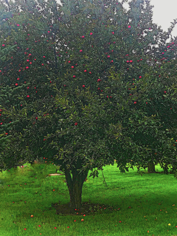 Apple Tree