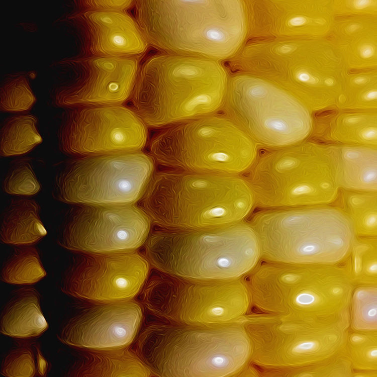 Corn