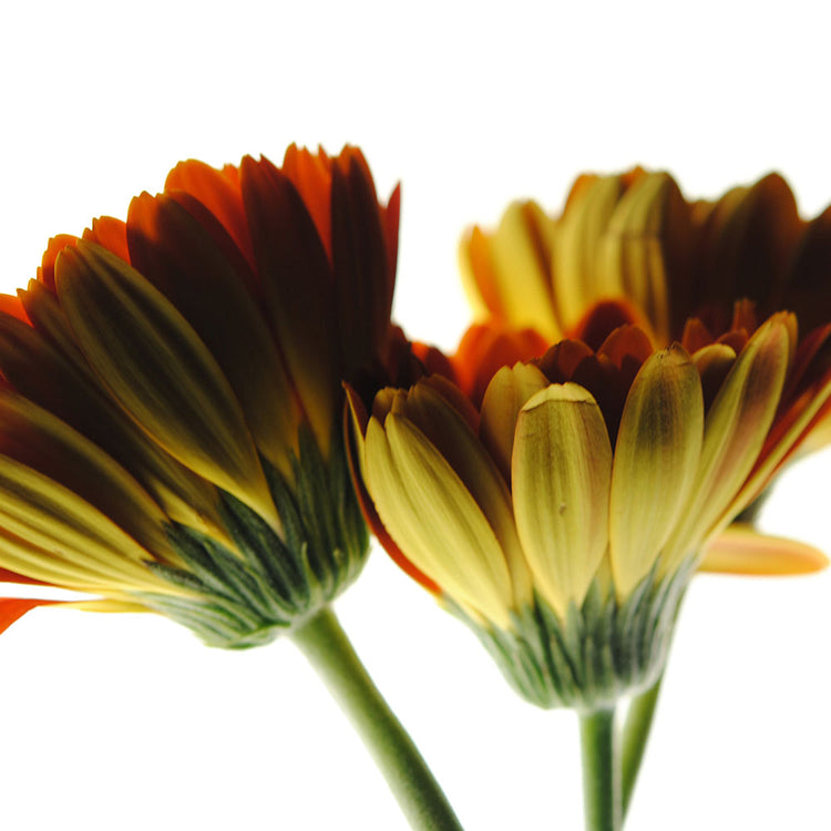 Daisy Undersides