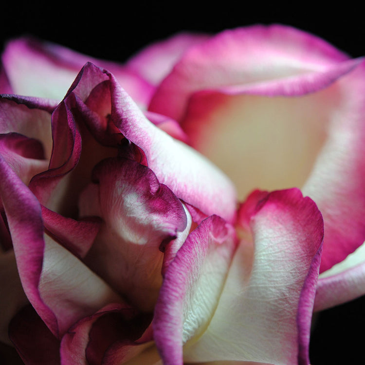 Pink Lined White Rose
