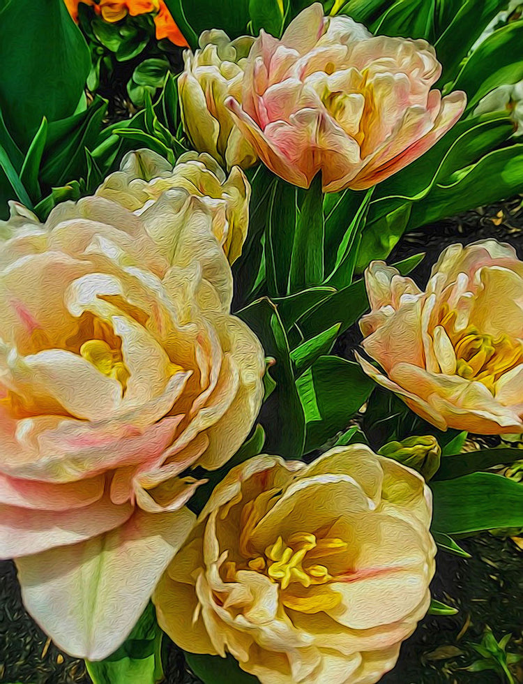 Early Summer Flowers