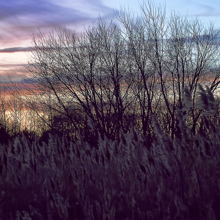 Fall Sunset In A Grassy Field