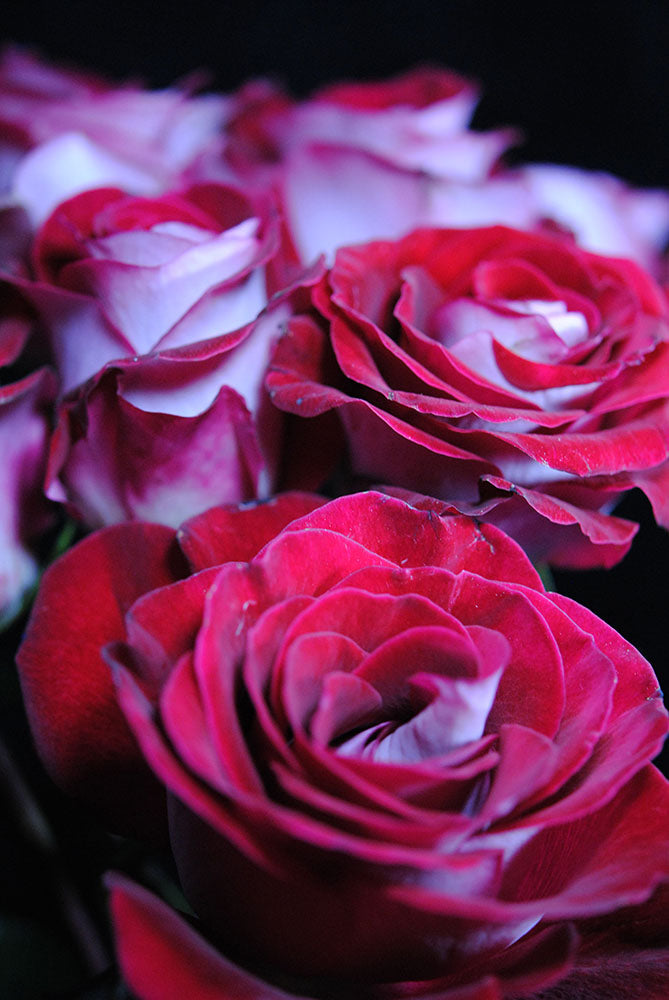 Latin Dancer Rose Group