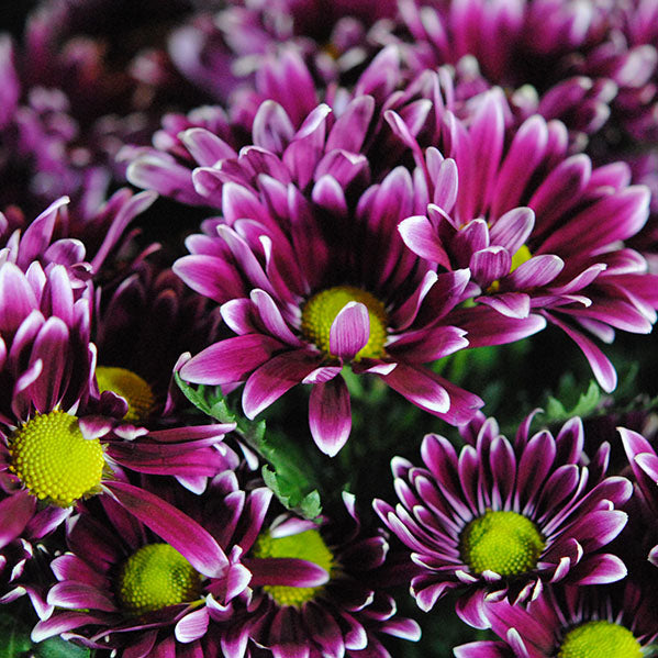 Maroon and White Mums
