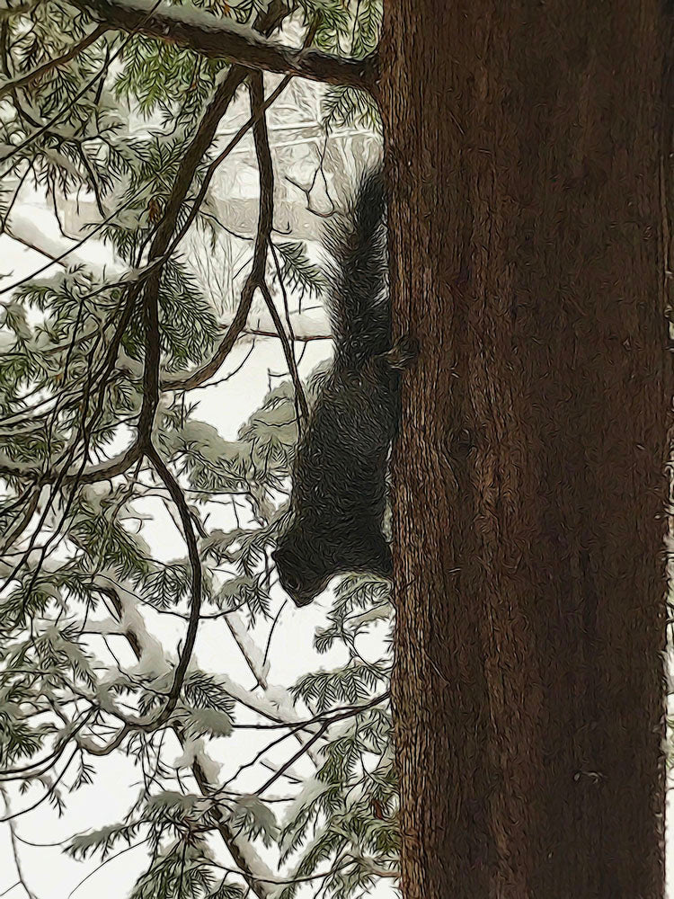 Squirrel On a Snowy Tree
