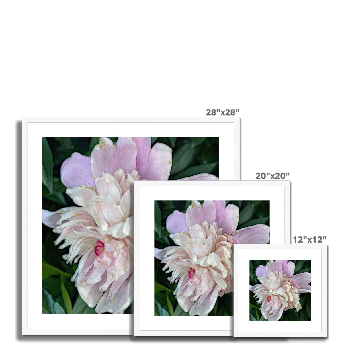 June Peony Framed & Mounted Print