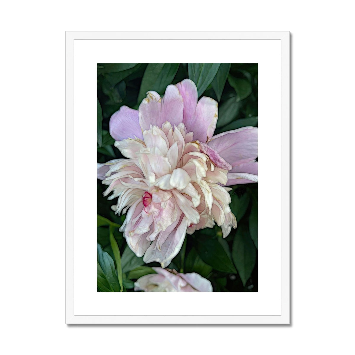 June Peony Framed & Mounted Print