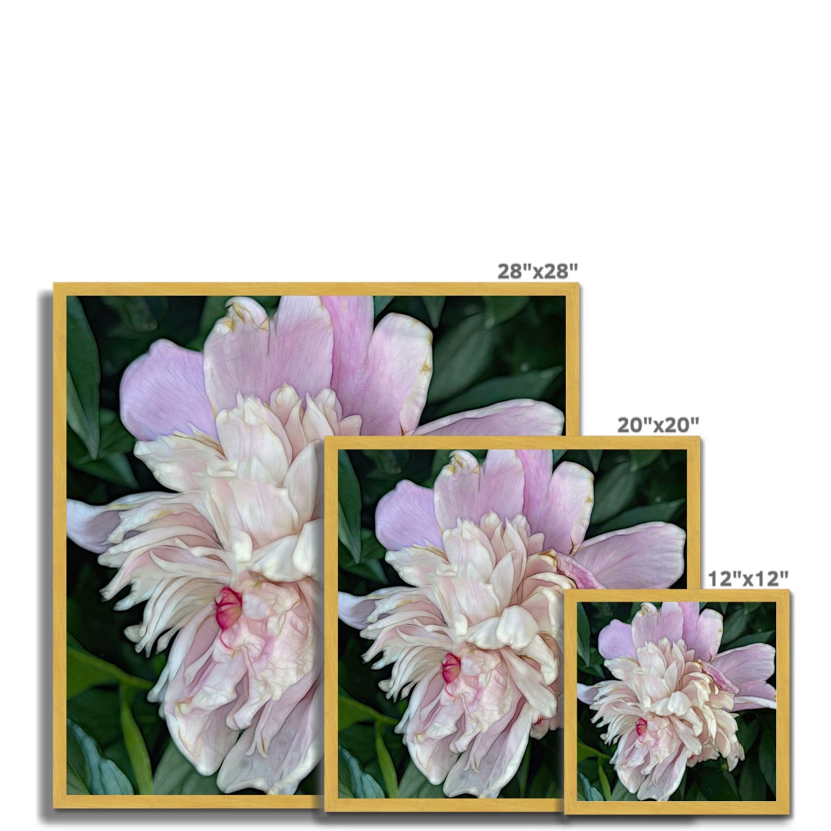 June Peony Antique Framed Print
