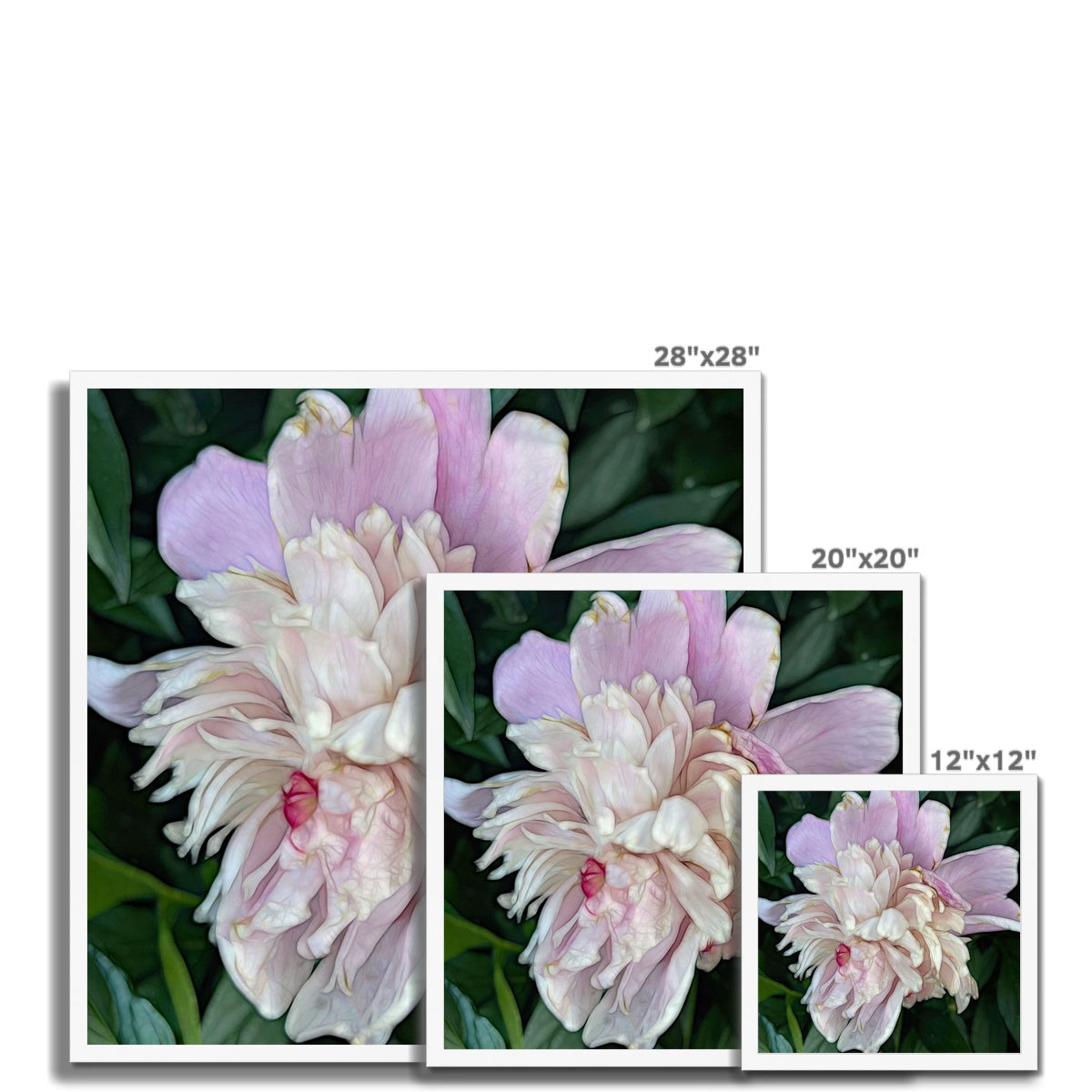June Peony Framed Print