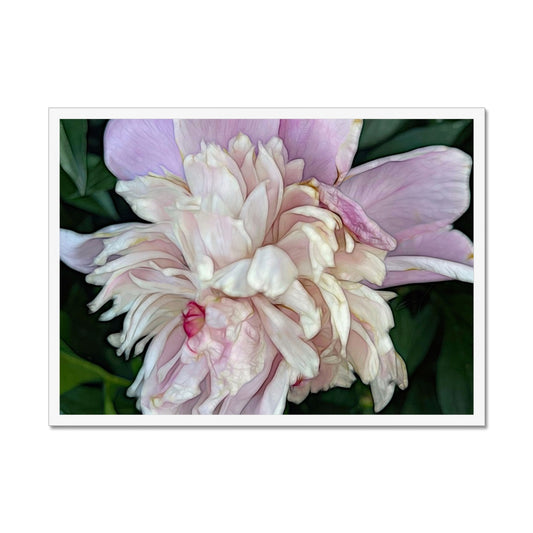 June Peony Framed Print