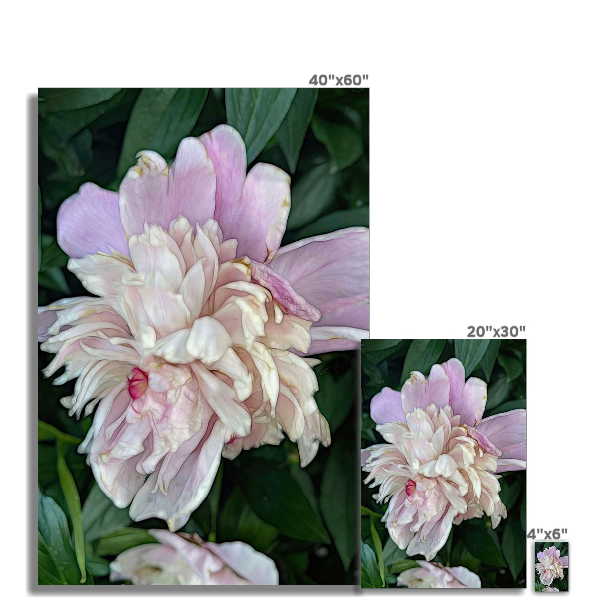 June Peony Hahnemühle Photo Rag Print