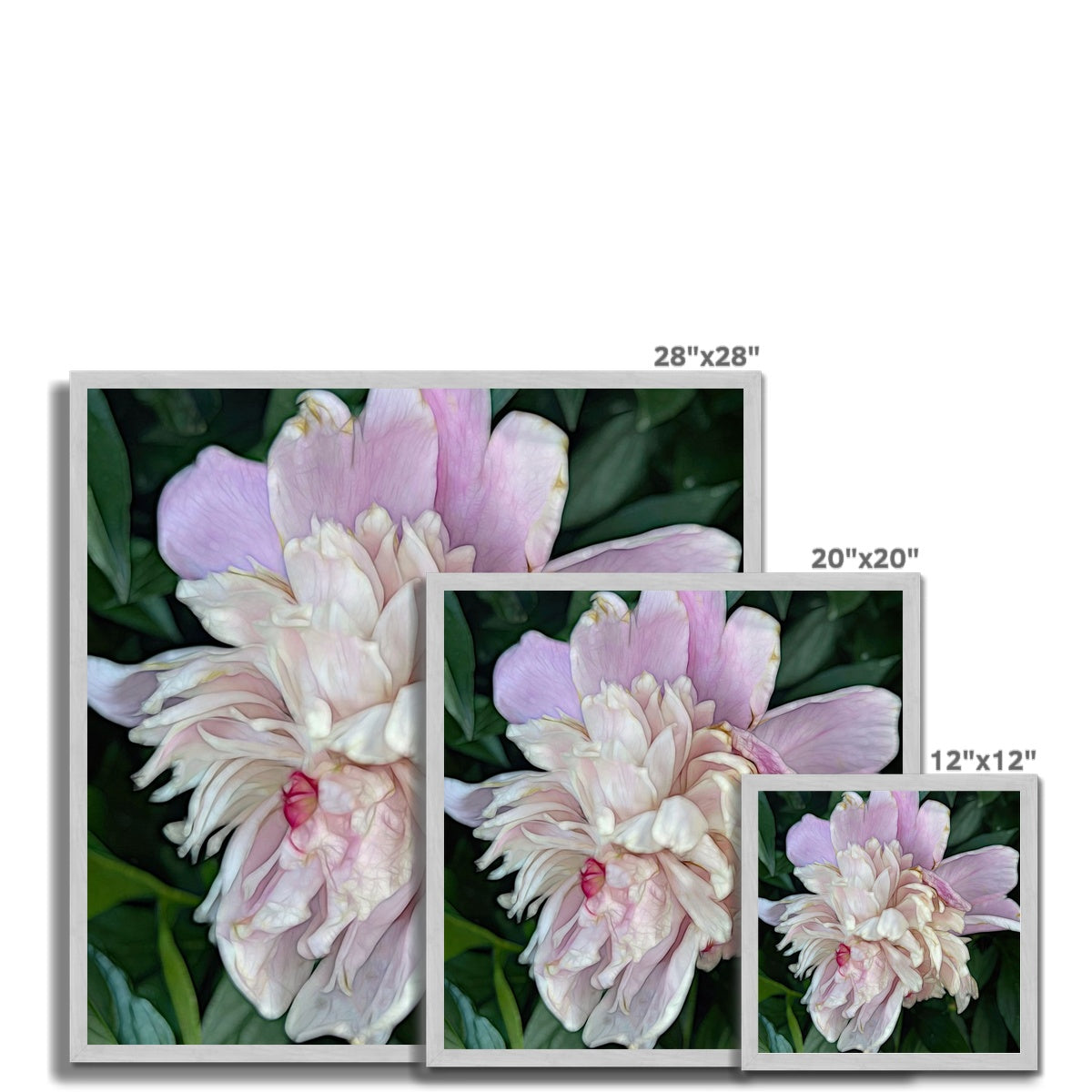 June Peony Antique Framed Print
