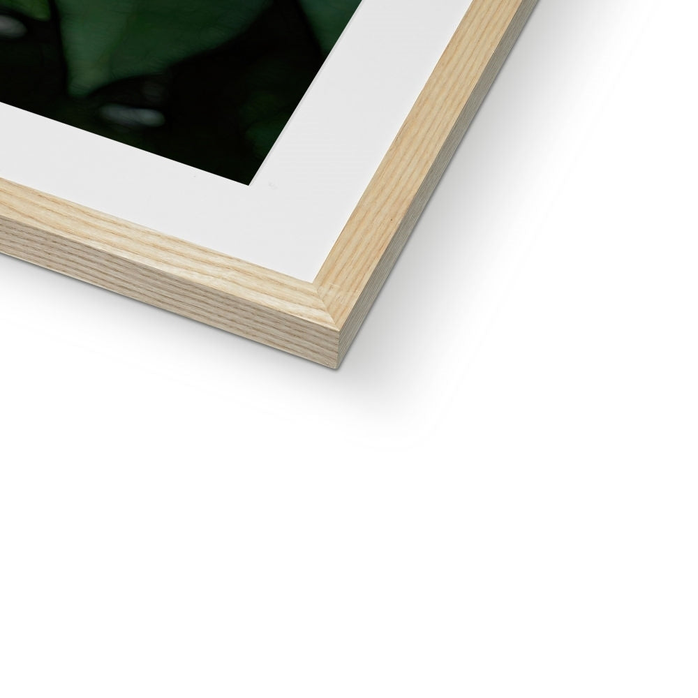 June Peony Framed & Mounted Print