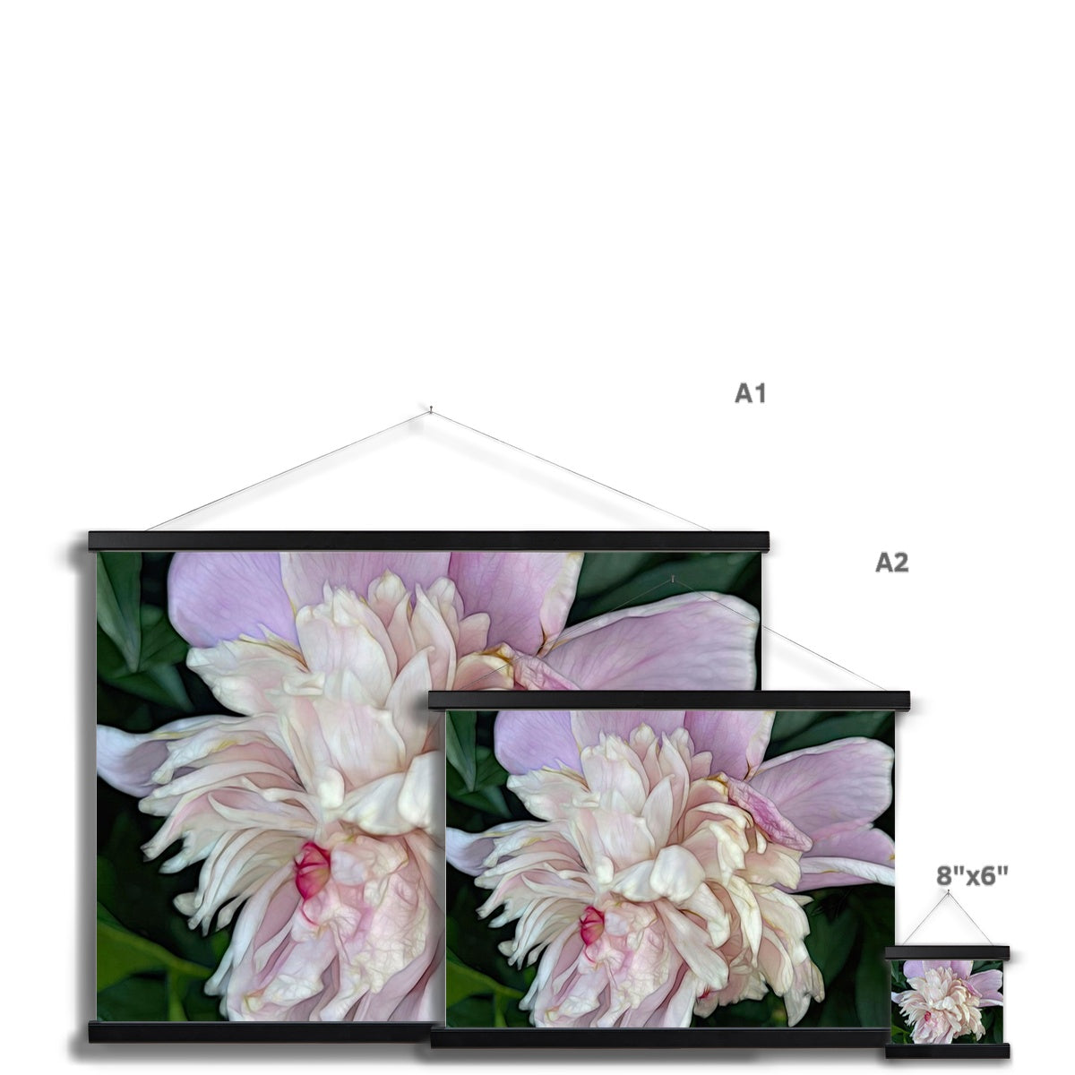 June Peony Fine Art Print with Hanger