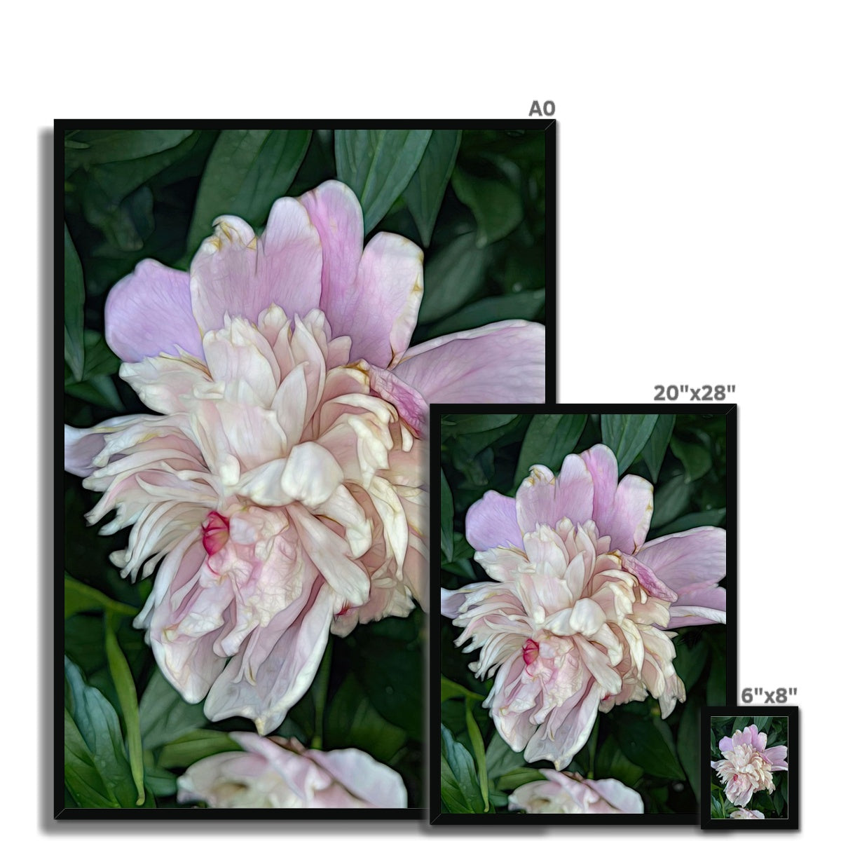 June Peony Framed Print