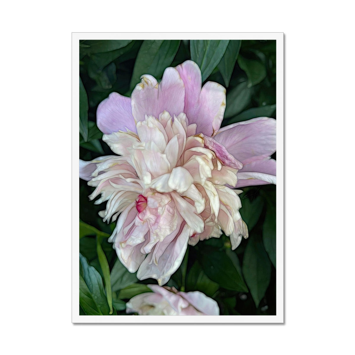 June Peony Framed Print
