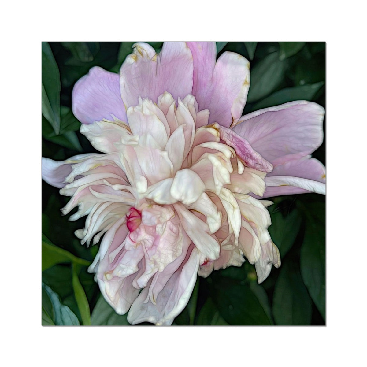 June Peony Fine Art Print