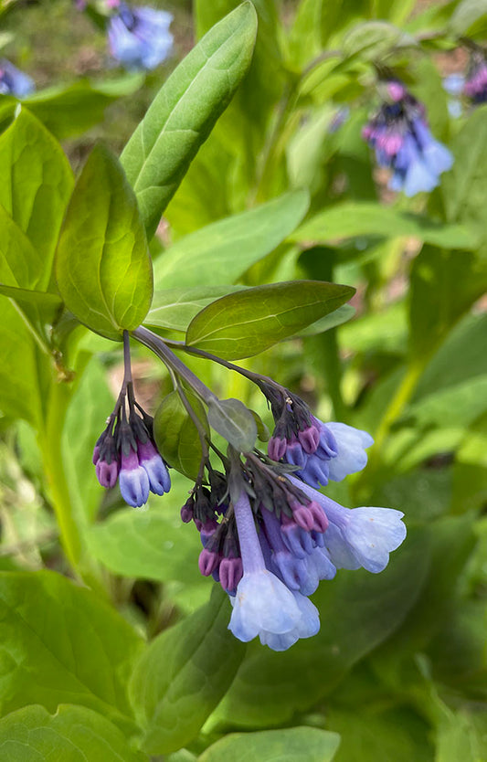 Blue and Purple April Wildflowers Digital Image Download
