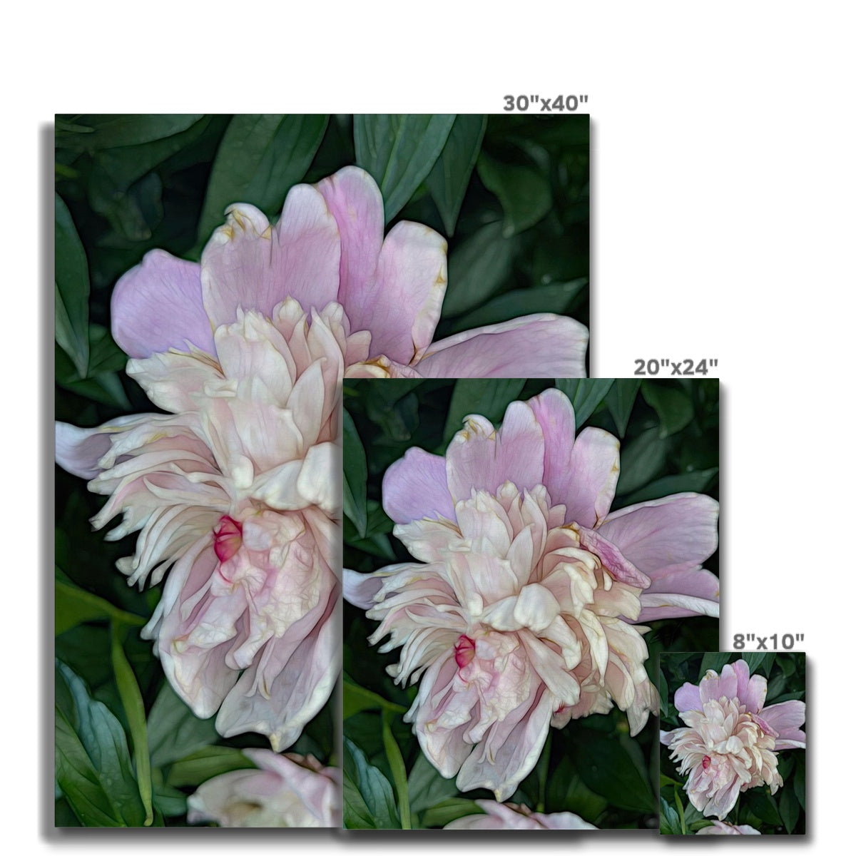 June Peony Canvas