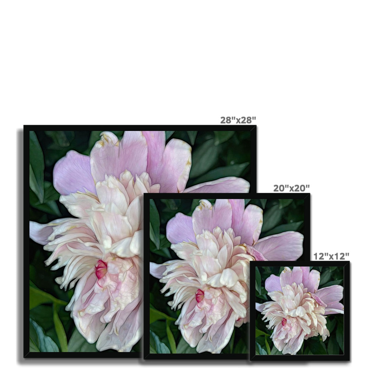 June Peony Framed Print