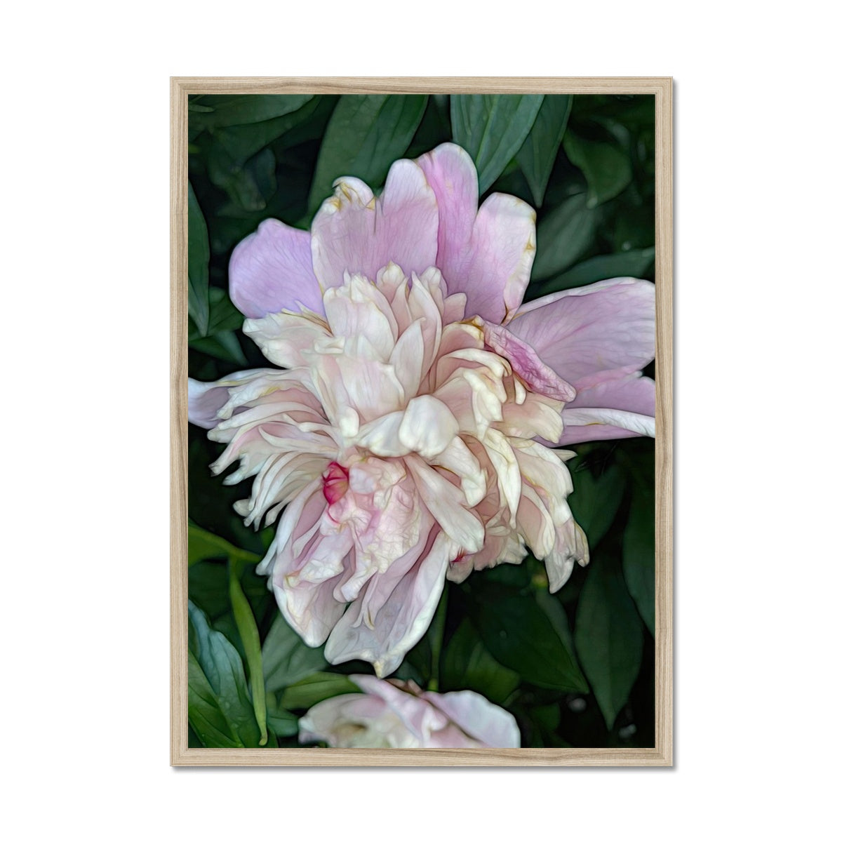 June Peony Framed Print