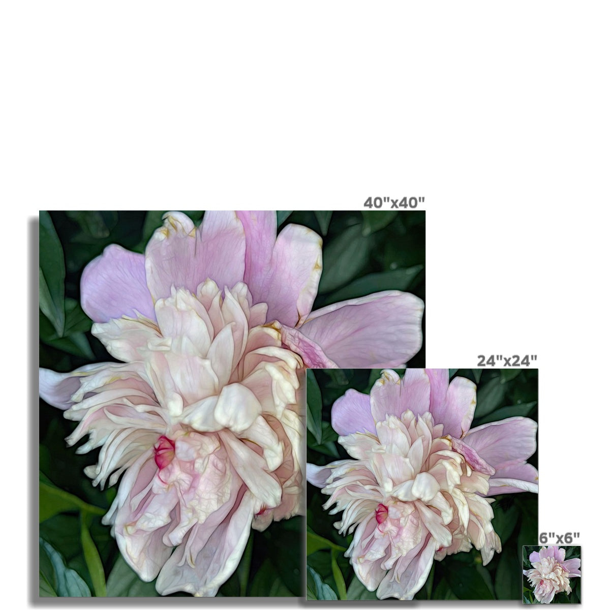 June Peony Fine Art Print