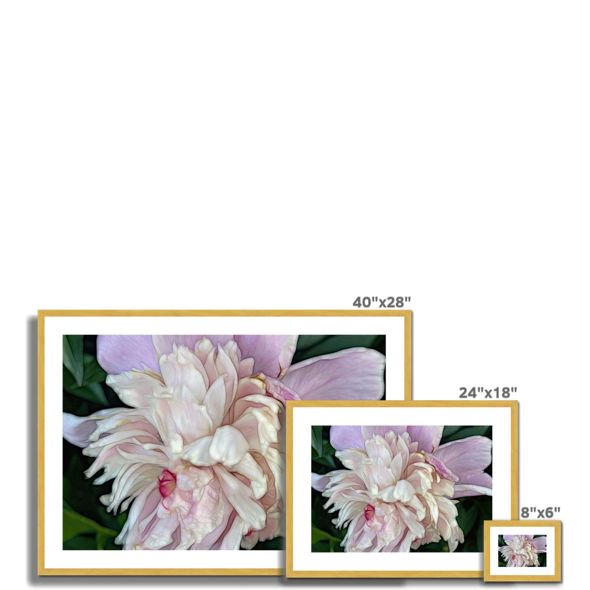 June Peony Antique Framed & Mounted Print