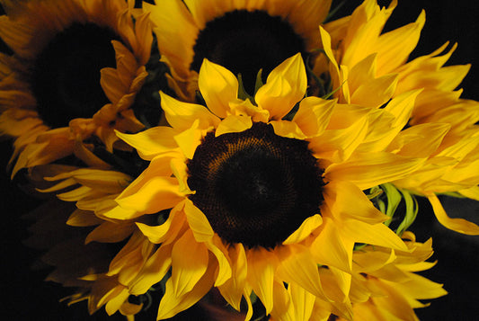 Raw Flowers 14 Digital Image Download