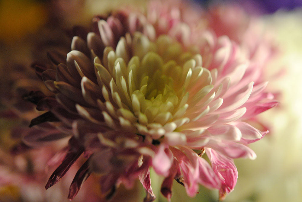 Raw Flowers 15 Digital Image Download
