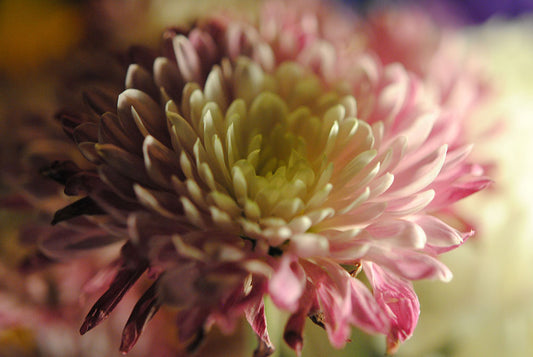 Raw Flowers 15 Digital Image Download