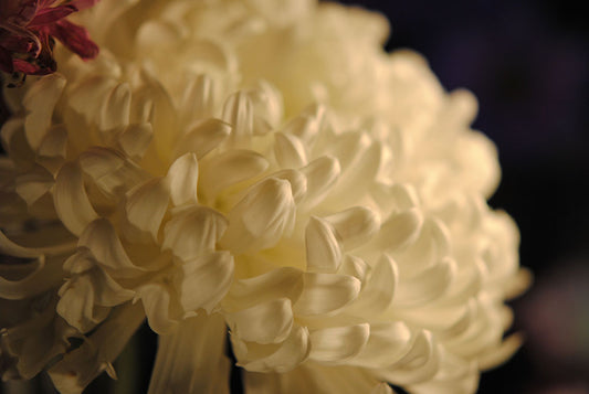 Raw Flowers 17 Digital Image Download