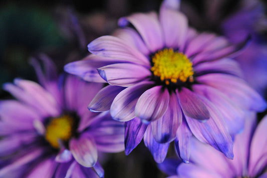 Raw Flowers 18 Digital Image Download
