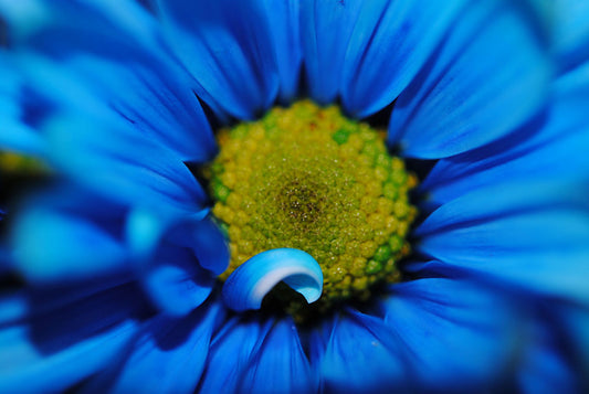 Raw Flowers 1 Digital Image Download