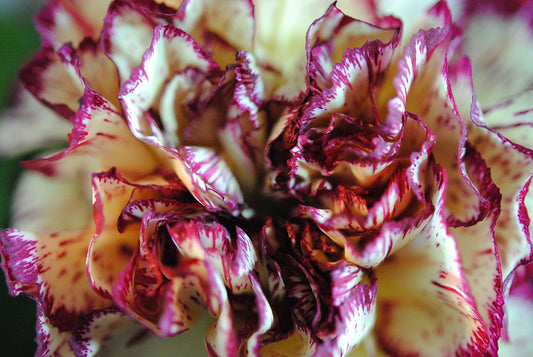 Raw Flowers 24 Digital Image Download
