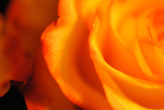 Raw Flowers No 2 Digital Image Download