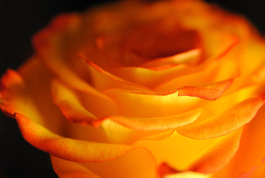 Raw Flowers 3 Digital Image Download