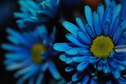 Raw Flowers 4 Digital Image Download