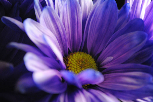 Raw Flowers 9 Digital Image Download