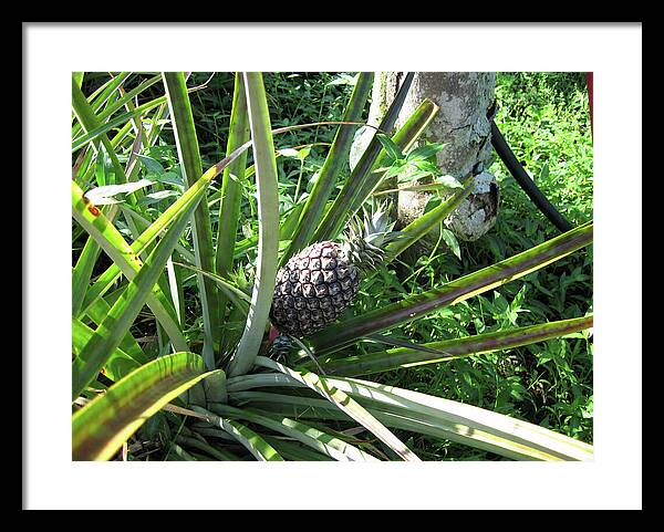 Hawaii 1 - Framed Print