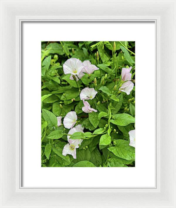 Morning Glories - Framed Print