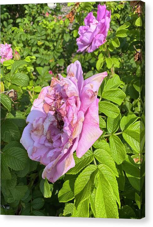 Nippersink Rose - Canvas Print