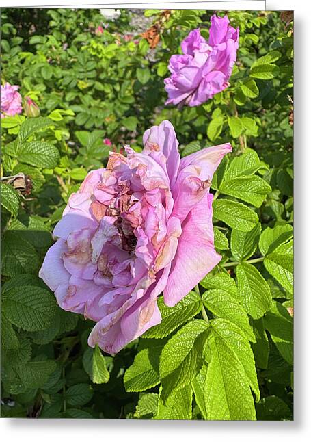 Nippersink Rose - Greeting Card