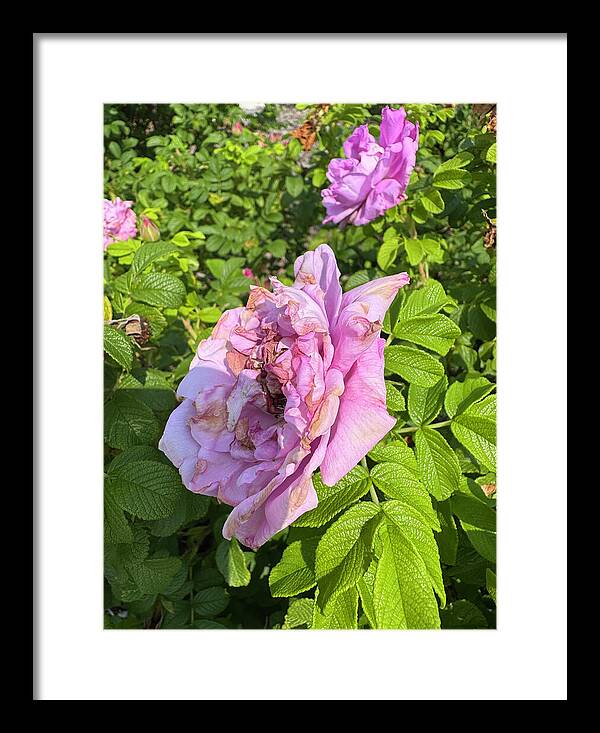 Nippersink Rose - Framed Print