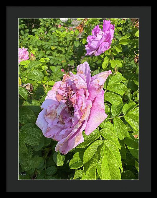 Nippersink Rose - Framed Print