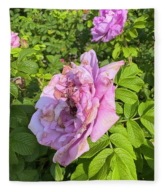 Nippersink Rose - Blanket
