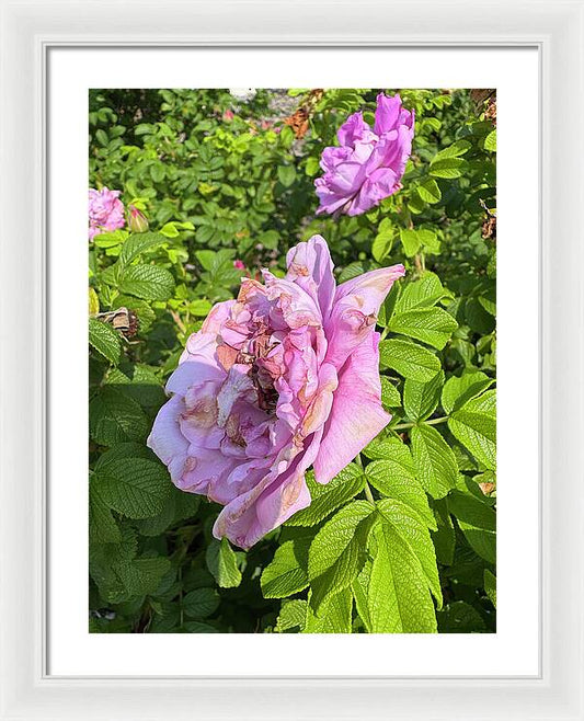 Nippersink Rose - Framed Print