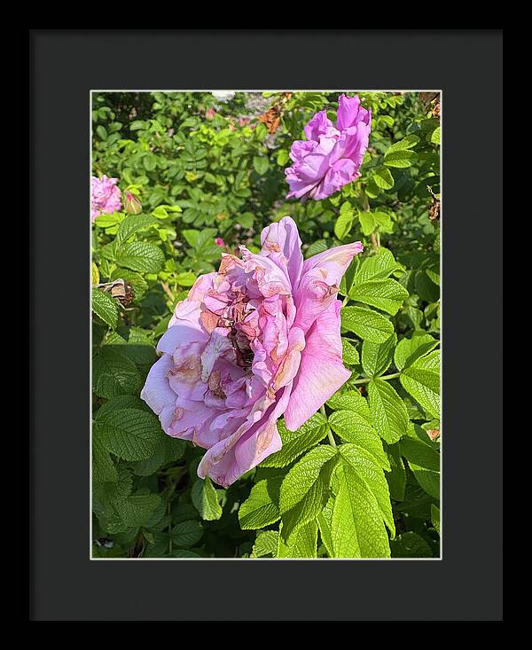 Nippersink Rose - Framed Print
